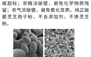 灵芝孢子粉破壁灵芝孢子粉的好处真的好吗？