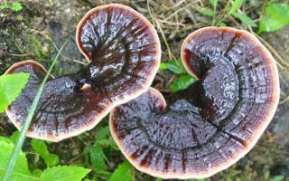 提高免疫力吃灵芝孢子粉怎样？效果好吗？