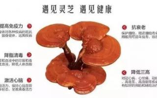 灵芝孢子粉的功用对身体有哪些好处？
