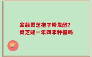 盆栽灵芝孢子粉发酵？灵芝能一年四季种植吗