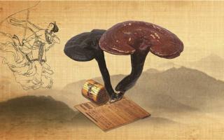 灵芝孢子粉的功用对鼻炎有没有效果？