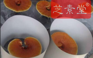 灵芝孢子粉不适宜人群有哪些？服用灵芝孢子粉有什么禁忌？