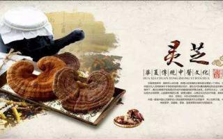 灵芝孢子粉的好处：每天吃一点，赶走亚健康