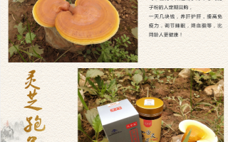 灵芝孢子粉吃多久有增强免疫力的效果？