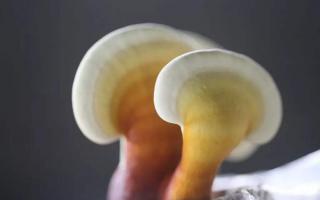 灵芝孢子粉作用 为什么效果相差很大？