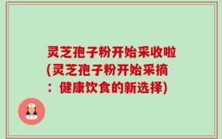 灵芝孢子粉开始采收啦(灵芝孢子粉开始采摘：健康饮食的新选择)
