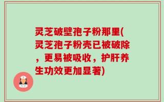 灵芝破壁孢子粉那里(灵芝孢子粉壳已被破除，更易被吸收，护肝养生功效更加显著)