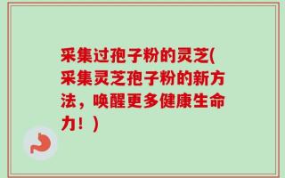 采集过孢子粉的灵芝(采集灵芝孢子粉的新方法，唤醒更多健康生命力！)