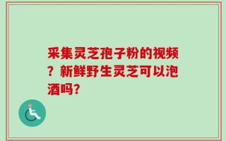 采集灵芝孢子粉的视频？新鲜野生灵芝可以泡酒吗？
