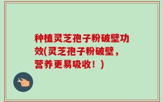 种植灵芝孢子粉破壁功效(灵芝孢子粉破壁，营养更易吸收！)