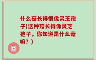 什么菇长得很像灵芝孢子(这种菇长得像灵芝孢子，你知道是什么菇嘛？)