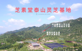 倪海厦讲孢子粉(重磅！倪海厦详解孢子粉的奥秘)