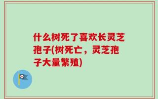 什么树死了喜欢长灵芝孢子(树死亡，灵芝孢子大量繁殖)