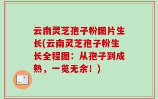 云南灵芝孢子粉图片生长(云南灵芝孢子粉生长全程图：从孢子到成熟，一览无余！)