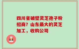 四川省破壁灵芝孢子粉招商？山东最大的灵芝加工，收购公司