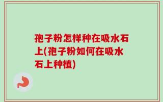 孢子粉怎样种在吸水石上(孢子粉如何在吸水石上种植)
