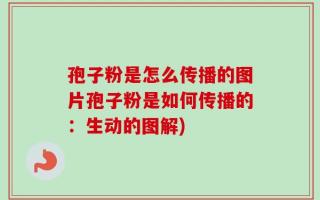 孢子粉是怎么传播的图片孢子粉是如何传播的：生动的图解)