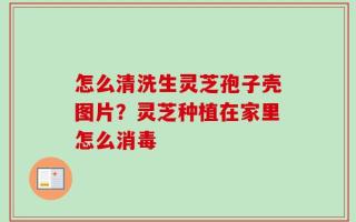 怎么清洗生灵芝孢子壳图片？灵芝种植在家里怎么消毒