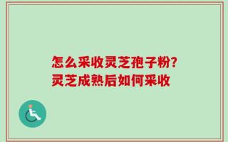 怎么采收灵芝孢子粉？灵芝成熟后如何采收