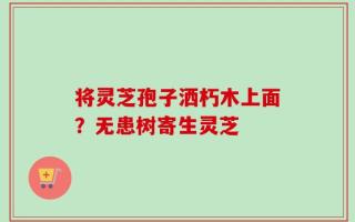将灵芝孢子洒朽木上面？无患树寄生灵芝