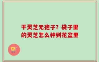 干灵芝无孢子？袋子里的灵芝怎么种到花盆里