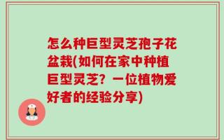 怎么种巨型灵芝孢子花盆栽(如何在家中种植巨型灵芝？一位植物爱好者的经验分享)