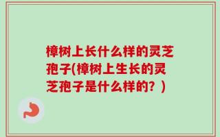 樟树上长什么样的灵芝孢子(樟树上生长的灵芝孢子是什么样的？)