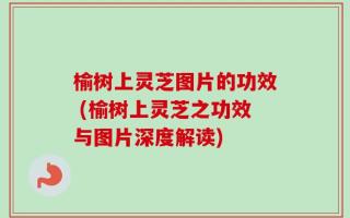 榆树上灵芝图片的功效 (榆树上灵芝之功效与图片深度解读)