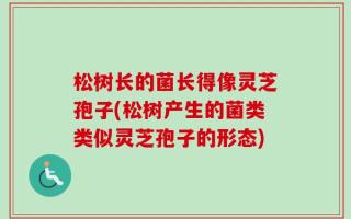 松树长的菌长得像灵芝孢子(松树产生的菌类类似灵芝孢子的形态)