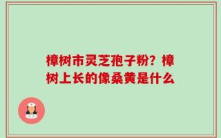 樟树市灵芝孢子粉？樟树上长的像桑黄是什么