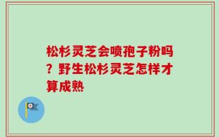 松杉灵芝会喷孢子粉吗？野生松杉灵芝怎样才算成熟