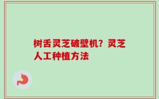 树舌灵芝破壁机？灵芝人工种植方法