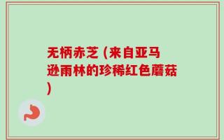 无柄赤芝 (来自亚马逊雨林的珍稀红色蘑菇)