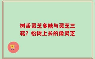 树舌灵芝多糖与灵芝三萜？松树上长的像灵芝