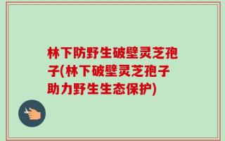 林下防野生破壁灵芝孢子(林下破壁灵芝孢子助力野生生态保护)