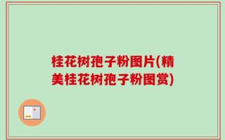 桂花树孢子粉图片(精美桂花树孢子粉图赏)