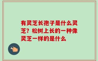 有灵芝长孢子是什么灵芝？松树上长的一种像灵芝一样的是什么