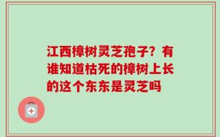 江西樟树灵芝孢子？有谁知道枯死的樟树上长的这个东东是灵芝吗
