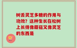 树舌灵芝多糖的作用与功效？这种生长在松树上长得像蘑菇又像灵芝的东西是