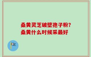 桑黄灵芝破壁孢子粉？桑黄什么时候采最好