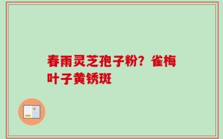 春雨灵芝孢子粉？雀梅叶子黄锈斑