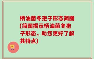 柄油菌冬孢子形态简图(简图揭示柄油菌冬孢子形态，助您更好了解其特点)