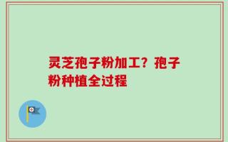 灵芝孢子粉加工？孢子粉种植全过程