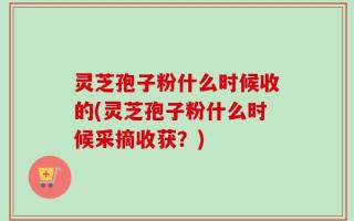 灵芝孢子粉什么时候收的(灵芝孢子粉什么时候采摘收获？)