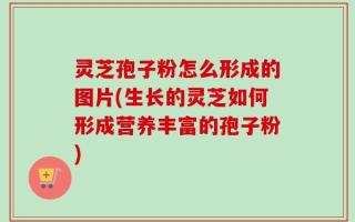 灵芝孢子粉怎么形成的图片(生长的灵芝如何形成营养丰富的孢子粉)