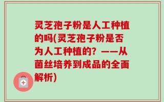灵芝孢子粉是人工种植的吗(灵芝孢子粉是否为人工种植的？——从菌丝培养到成品的全面解析)