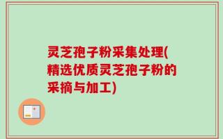 灵芝孢子粉采集处理(精选优质灵芝孢子粉的采摘与加工)