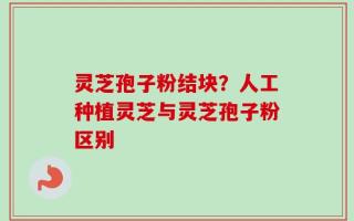 灵芝孢子粉结块？人工种植灵芝与灵芝孢子粉区别