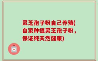 灵芝孢子粉自己养殖(自家种植灵芝孢子粉，保证纯天然健康)