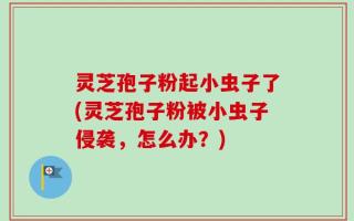灵芝孢子粉起小虫子了(灵芝孢子粉被小虫子侵袭，怎么办？)